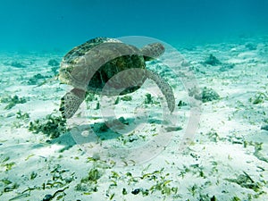 Close up detail of a Green Sea Turtle (Chelonia mydas) Swimming in Sunlit Caribbean Seas at Tobago Cays.