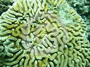 Close up detail of Grooved Brain Coral in Grenada, Eastern Caribbean.