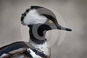 Close-up detail head duck bird portrait. Hooded merganser, Lophodytes cucullatus, fish-eating duck bird near the water. Hooded photo