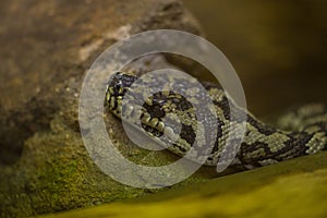 Close-up with detail of the head of a snake near a rock