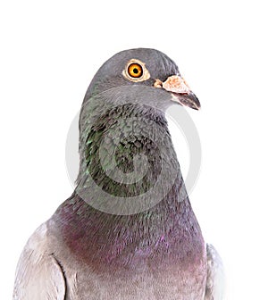 Close up detail headshot of male speed racing pigeon bird isolate white background