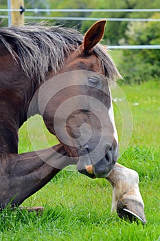 Close up /detail Horse / pony tail resting her head on her foreleg