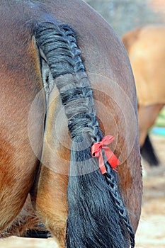Close up /detail Horse / pony tail sporting red ribbon ( kicker )