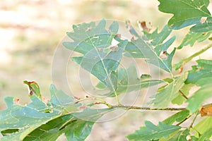 Close up detail leaves on a tree photo