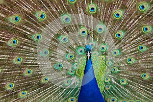 Close up detail of a male peacock`s tail feathers