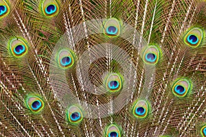 Close up detail of a male peacock`s tail feathers