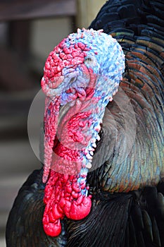 Close Up Detail of a Male Turkey Head