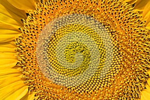 Close-up detail of a maturing sunflower in a sunflower plantation. Concept plants, seeds, oil, plantation, nuts