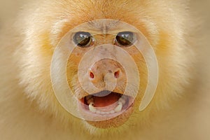 Close-up detail of monkey face. White-headed Capuchin, black monkey sitting on tree branch in the dark tropical forest. Wildlife