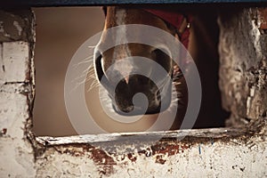 Close-up detail Nose of brown horse, bridle, saddle