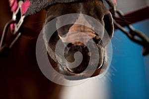 Close-up detail Nose of brown horse, bridle, saddle