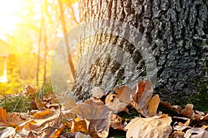Close-up detail oak trunk scenic misty morning autumn forest foliage or city central park. November warm fall season