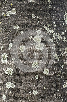 Close-up detail of a palm trunk
