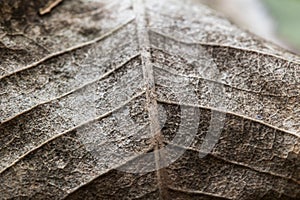 Close-up Detail of a Patterned Dry leaf texture