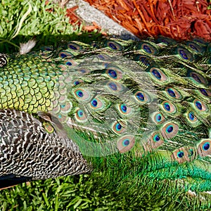 Close up detail of peacock back and tail feathers