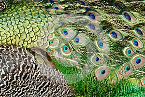 Close up detail of peacock feathers