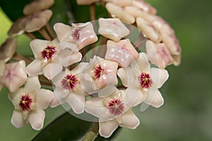 Close-up detail photo of Hoya carnosa or the porcelain flower or wax plant. Natural home plant. Tropical succulent plant