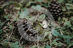 Close up detail of a pine cone