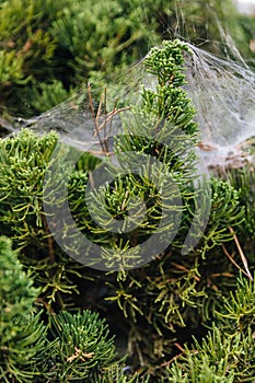 Close-up detail of pine leaves stick with spider web in Chiang Mai, Thailand