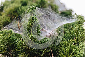 Close-up detail of pine leaves stick with spider web in Chiang Mai, Thailand