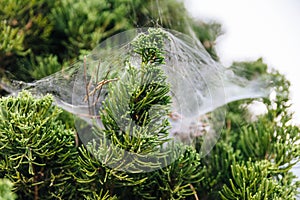 Close-up detail of pine leaves stick with spider web in Chiang Mai, Thailand