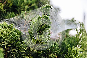 Close-up detail of pine leaves stick with spider web in Chiang Mai, Thailand