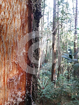 close up detail of a pine tree that secretes sap