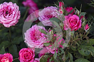 Close-up detail of pink rose bush with green leaves on background with copy space for text