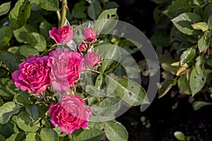 Close-up detail of pink rose bush with green leaves on background with copy space for text