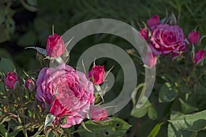 Close-up detail of pink rose bush with green leaves on background with copy space for text