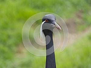 Close up detail portrait of beautiful Demoiselle Crane, Anthropoides virgo with long slim neck. Bird in green nature