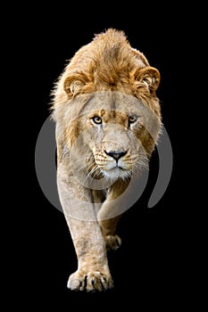 Close up detail portrait of big male lion on black background