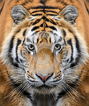 Close-up detail portrait of big Siberian or Amur tiger