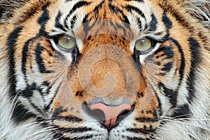 Close-up detail portrait of tiger. Sumatran tiger, Panthera tigris sumatrae, rare tiger subspecies that inhabits the Indonesian is