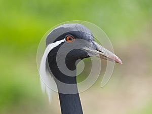 Close up detail profile portrait of beautiful Demoiselle Crane, Anthropoides virgo, focus on red eye. Bird in green