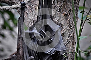 Close up detail of Pteropus are commonly known as fruit bats or flying foxes hanging from the rope