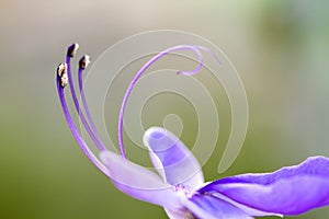 Close up detail of purple blue flower `blue glory bower` or `blue butterfly bushâ€