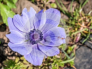 Close up detail with the purple flower of Anemone coronaria, the poppy anemone, Spanish marigold, or windflower