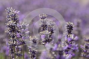 Close-up Detail of Purple Lavender Flowers in Field with Bokeh