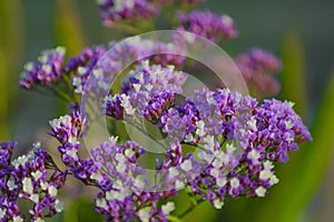 Close up detail of Purple sea lavender flowers