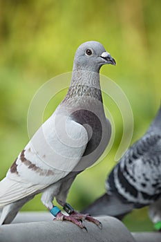 Close up detail of rec choco feather color of speed racing pigeon