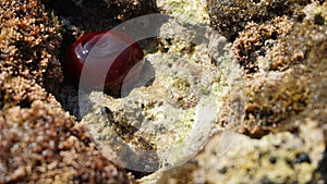 Close up detail of red seaweed between Rocky cliff, near Stoja, Istria, Croatia, Europe