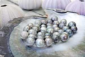Tahitian Black Pearls in a Black lip oyster shell photo