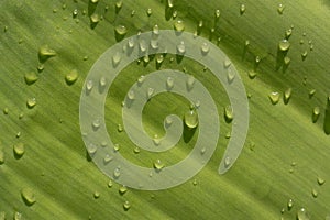 Close-up, detail shot and background of a green leaf of the banana tree with drops hanging on it after the rain