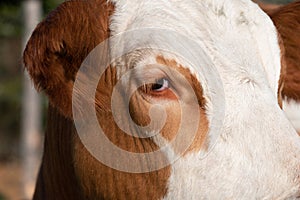 Close up and detail shot of the head of a white and brown spotted cow