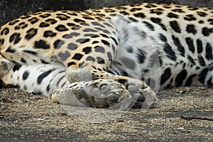 Close up or detail shot of wild male leopard or panther or panthera pardus fusca paws or foot shape with soft padded black skin in