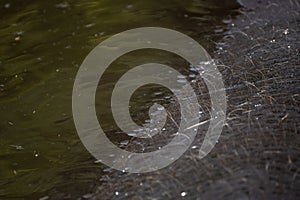 Close up detail of the skin and hair of a hippopotamus