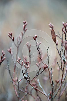 Close up detail small bush with little branches and buds.