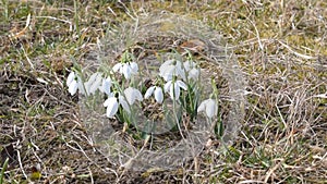 Close-up detail of snowdrops flower in the natural environment