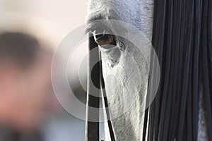 Close up detail of a spanish horse photo